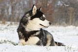ALASKAN MALAMUTE 321